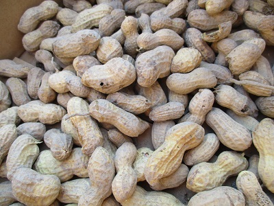 ピーナッツの収穫