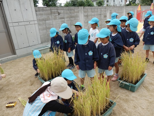 稲刈り🌾