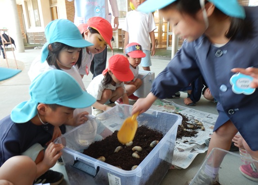 カブト虫の幼虫