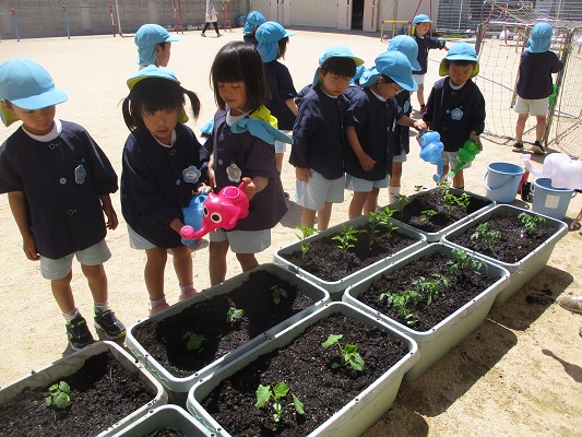 夏野菜を植えたよ♪