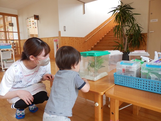 あげはちょう