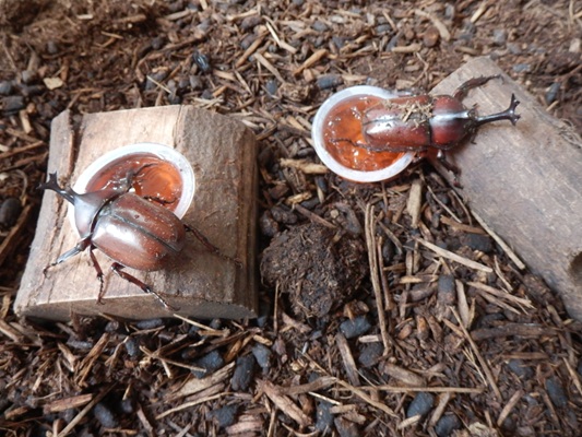 カブト虫