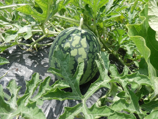 すいか🍉