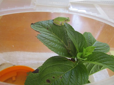 園で飼っている生き物