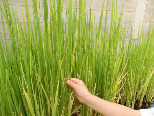 稲穂🌾
