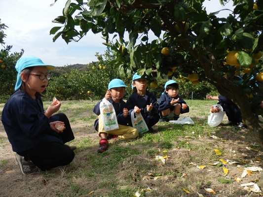 みかん狩り