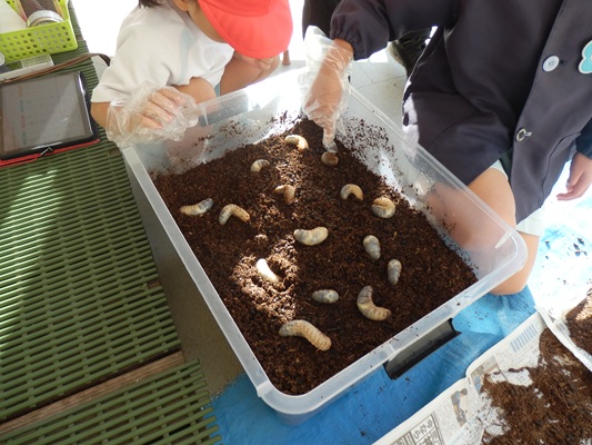 カブトムシの幼虫が…