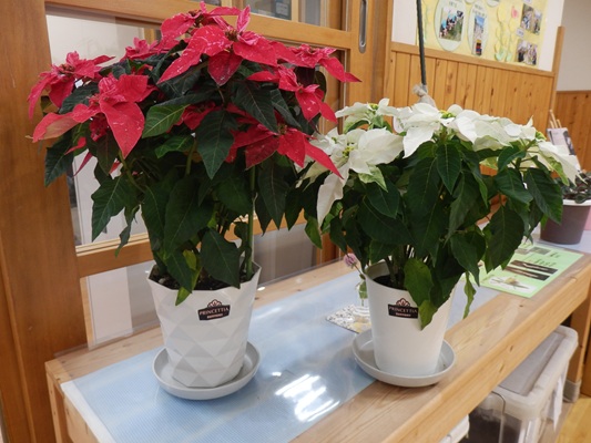 ポインセチア