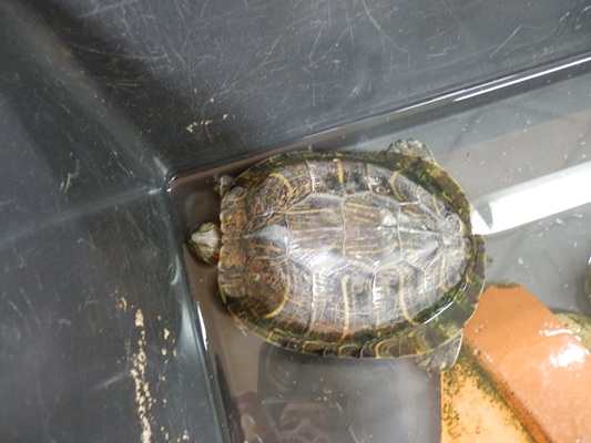 こども園のカメさん