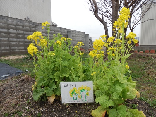 咲き始めました