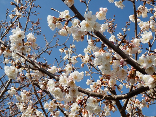 きれいな花が…🌸