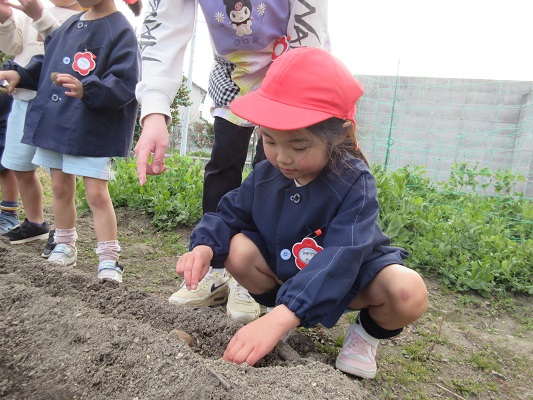 じゃがいもを植えたよ